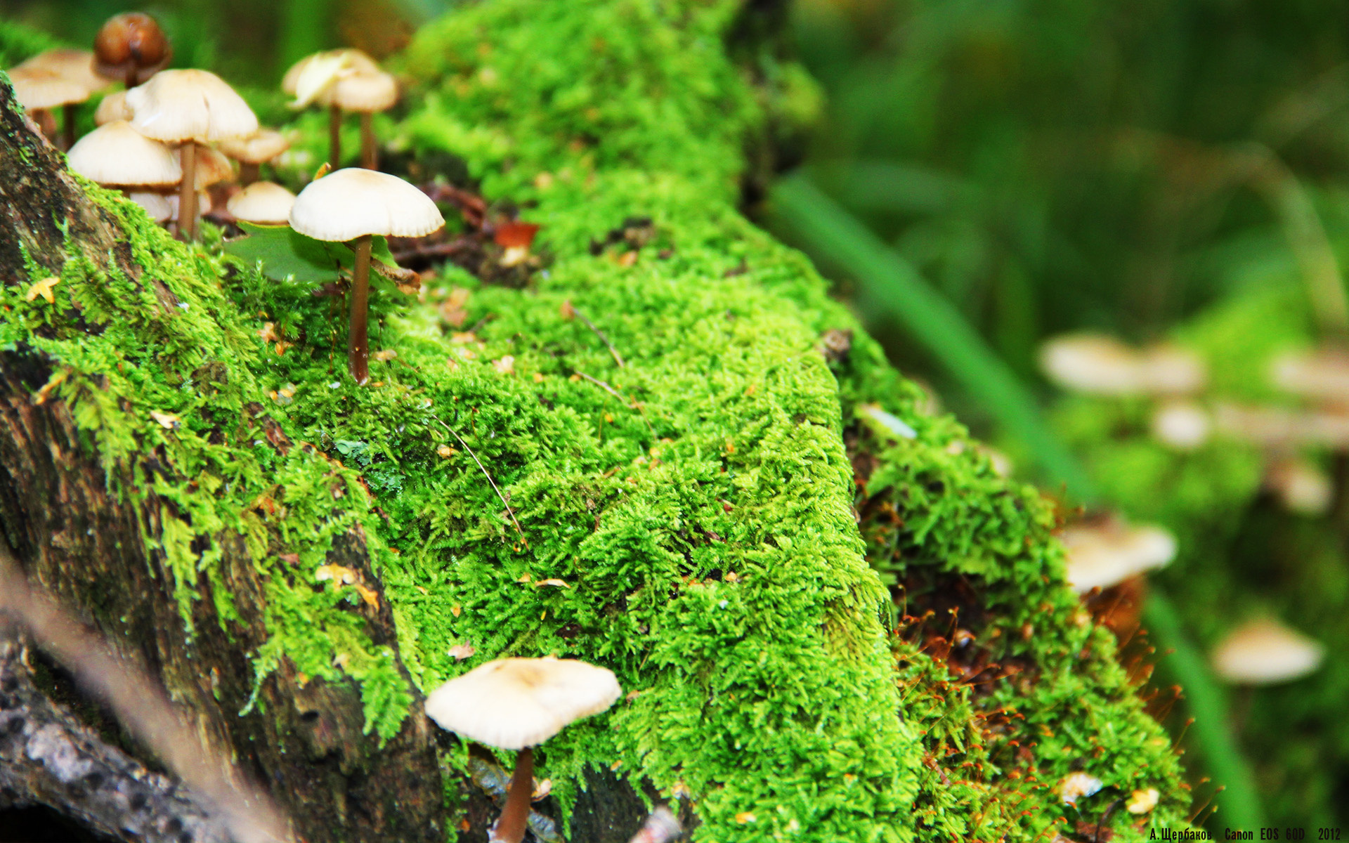 【比赛战术解析】教练如何通过转换投手轮换扭转乾坤，投篮精髓之转腕