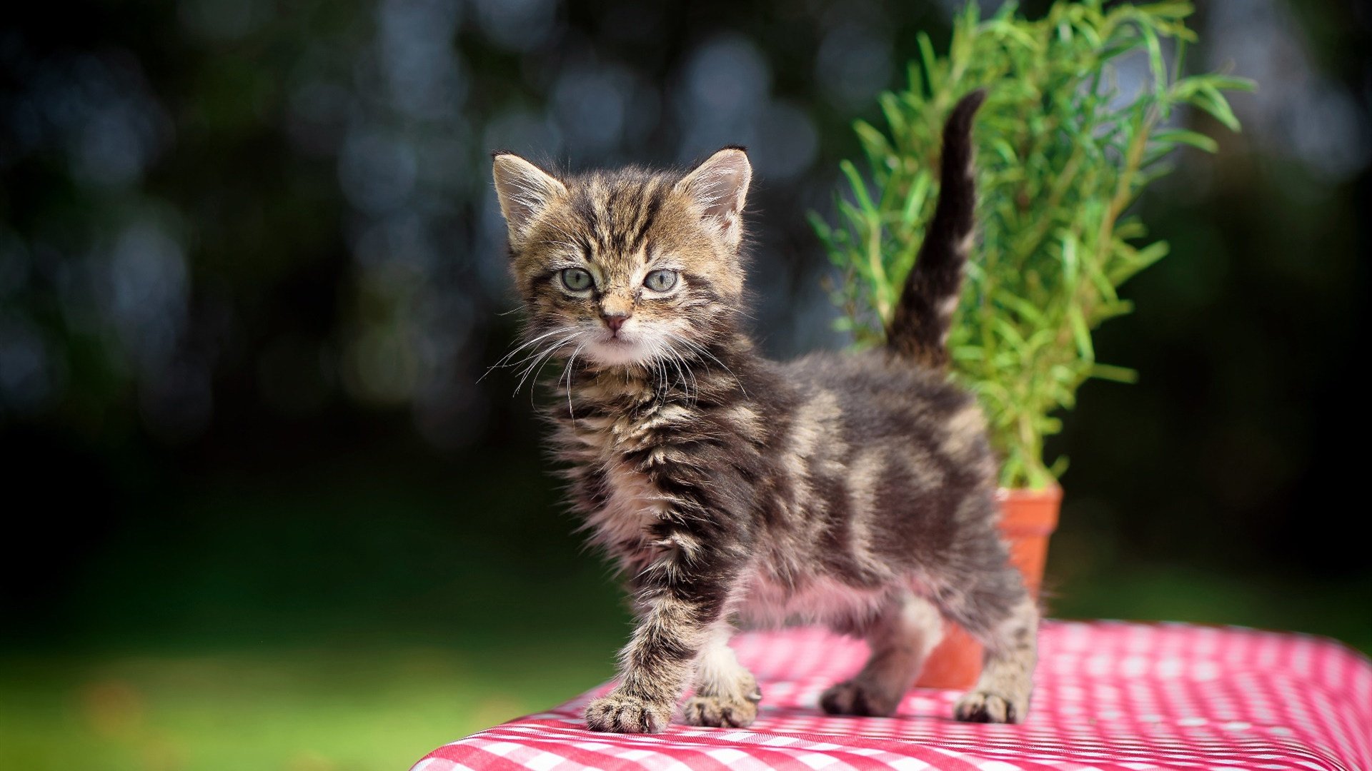 【比赛战术解析】教练如何通过转换投手轮换扭转乾坤，投篮精髓之转腕