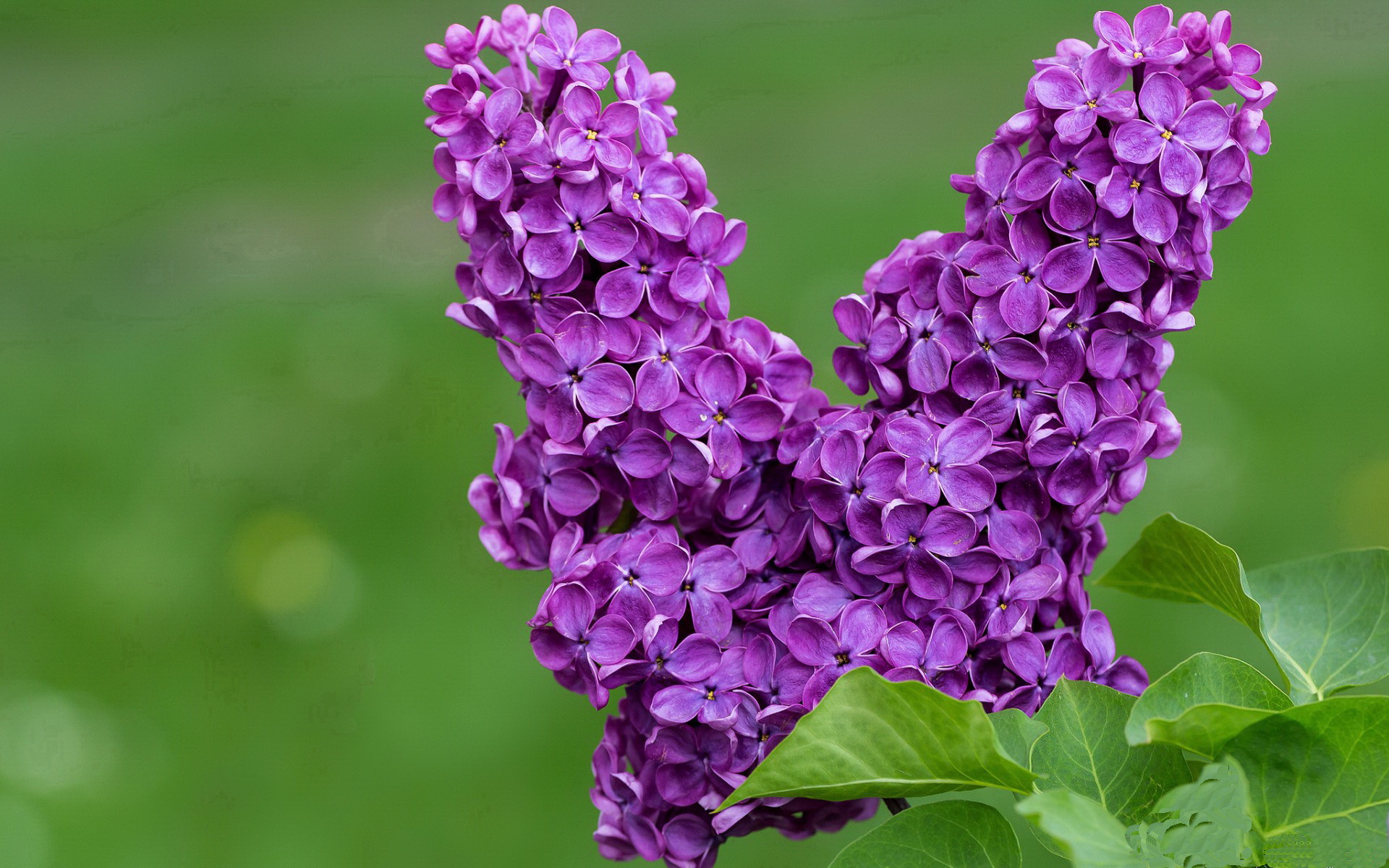 传统武术表演秀，传递文化正能量，武术 表演