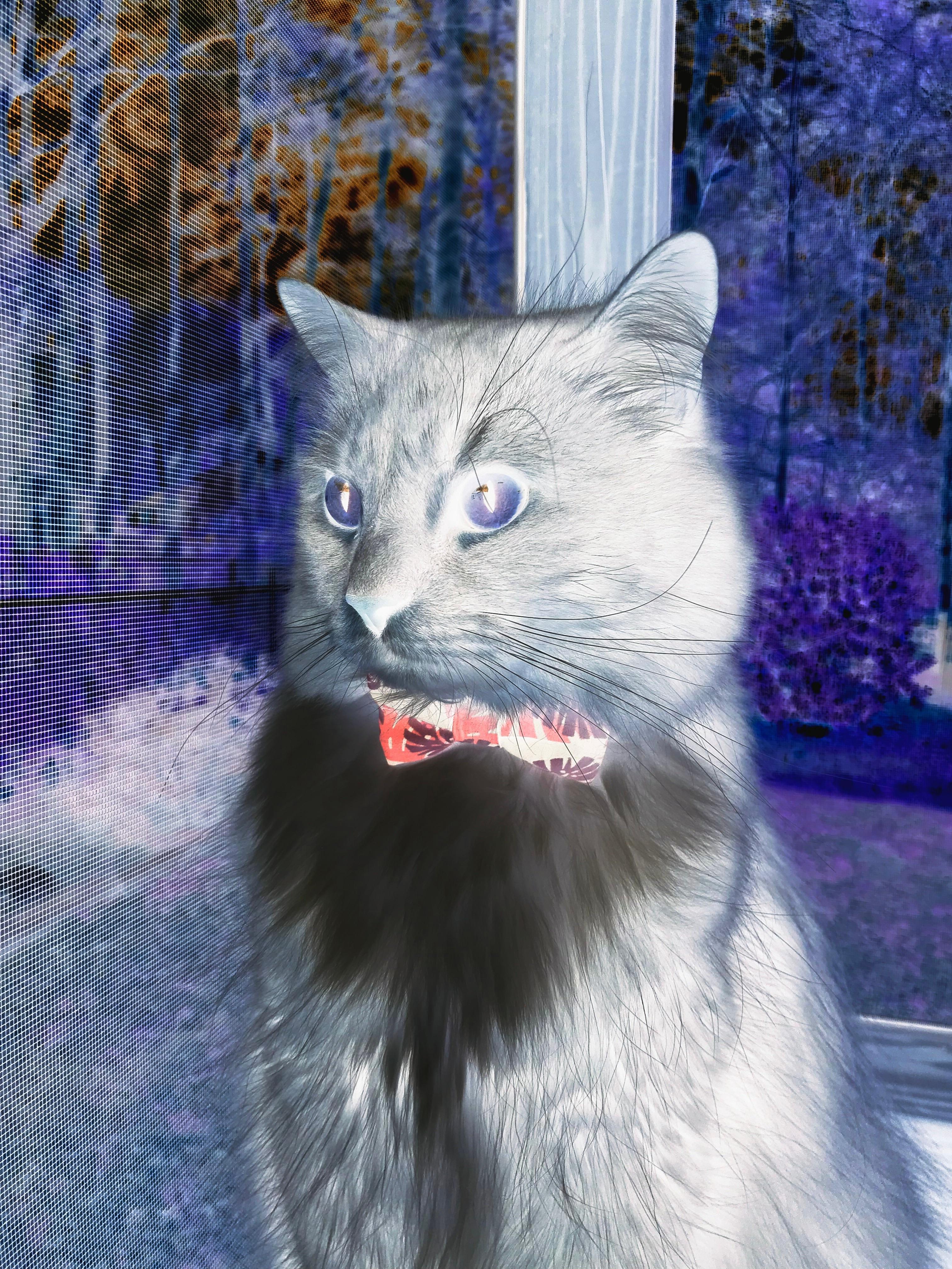 传统武术表演秀，传递文化正能量，武术 表演