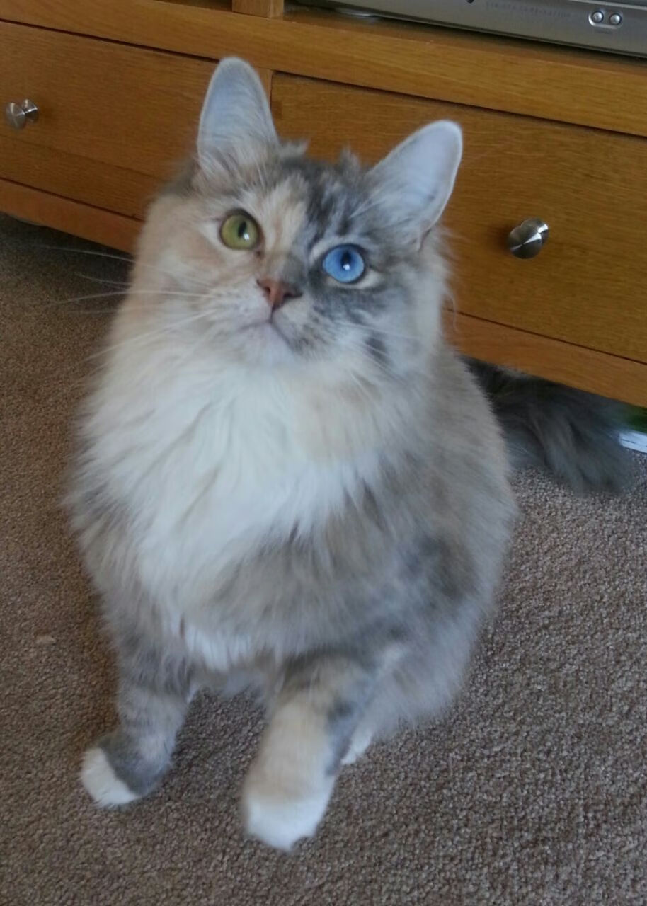 哥伦比亚马术协会设立“Sinjska Alka”奖学金，支持传统马术研究。